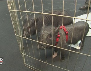 Three_shelter_pigs_in_need_of_a_forever__0_20180125175626-401385
