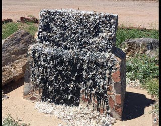 tarred-and-feathered_1502997156976-408200.jpg