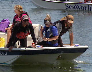 V- DOLPHIN RESCUE_00.00.01.14_1493162732658-402429.png