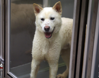 spca 2_1462306895578-409650.png