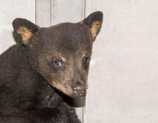 Cub1_1460478847179-402429.JPG