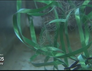 Clinging_jellyfish_1_20160629002127