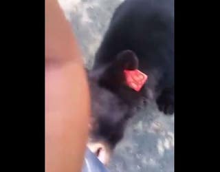 bear 8_1441401119050-401096.JPG
