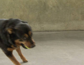 P JAIL DOG NEEDS NEW HOME 5P_00.00.11.00_1489526050496-404959.png