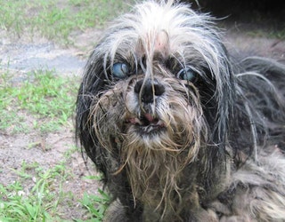 TRIXIE BEFORE_1503056988337-401385.jpg