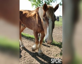 V-SPCA ANIMALS SEIZED 12P_00.00.23.24_1523465565530.png-409650.jpg