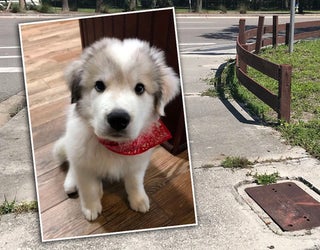 dog killed WTVT_1537995921710.jpg-401385.jpg