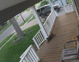 Catnapping_1-401096