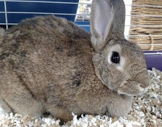 ACG_Gowanus-Rabbits_Adoptable_Queenie_1449799273773.jpg