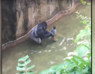 gorilla-harambe-1_1464531613309-404023.png