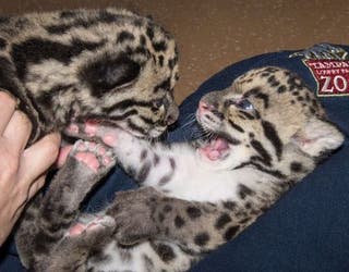 Leopard Cubs_1460133397229-401385.jpg