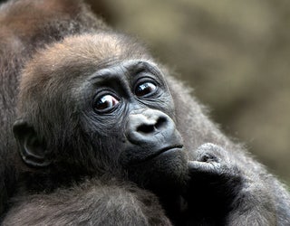 Julie-Larsen-Maher_7971_Western-Lowland-Gorillas-and-Babies_CON_BZ_05-17-16_1464291668914.jpg