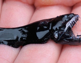 AP_DRAGONFISH_TEETH_1_060519_1559765796509.jpg