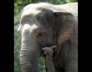 AP_HAPPY_ELEPHANT_BRONX_ZOO_100218_1_1538516851879.jpg