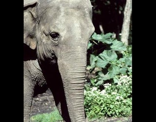 AP_HAPPY_ELEPHANT_BRONX_ZOO_100218_2_1538516851856.jpg