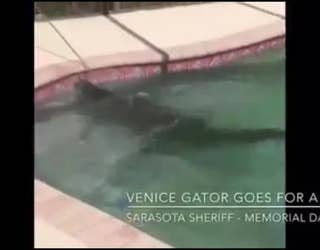 Alligator_breaks_through_screen__swims_i_0_20170529172007-401385