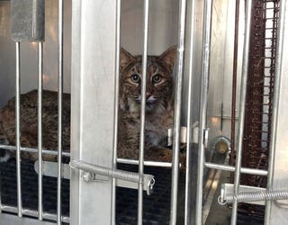 BOBCAT-RESCUED_1511739775917-401720.jpg