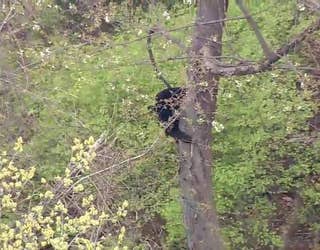 Bear_in_Paramus_0_20180501150405