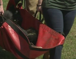 Black_bear_sedated_0_20180501211417