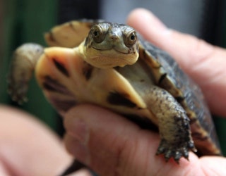 Blandings_Turtle_1504125800177.jpg