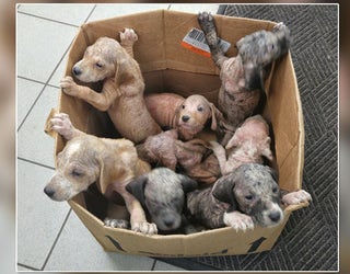 Box_of_puppies_1_20160202233252-401385
