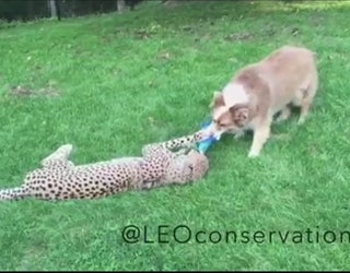 Cheetah_and_dog_0_20150922223852