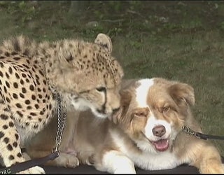 Cheetah_and_dog_3_20150922223845