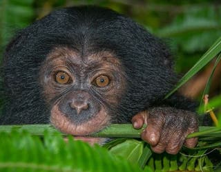 Chimp #2_1441215433457-401385.jpg