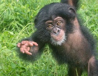 Chimp #4_1441215436674-401385.jpg