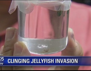 Clinging_jellyfish_0_20160629002130