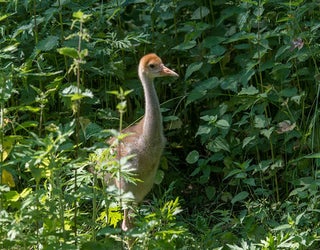 Crane-Chick1_1466208790591.jpg