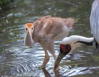 Crane-Chick2_1466208790553.jpg