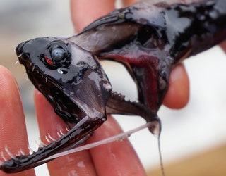 DRAGONFISH_TEETH_2_060519_1559765796521.jpg