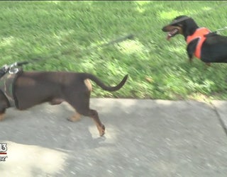DoggyDoorBreakIn1_1469069767535-401385.jpg