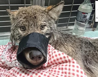 EUPA_RESCUED_WOLF_ESTONIA_1_022519_1551126236332.jpg