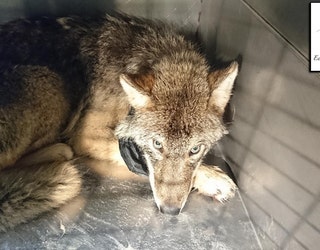 EUPA_RESCUED_WOLF_ESTONIA_2_022519_1551126236371.jpg