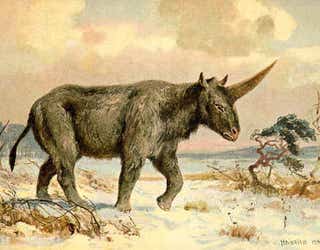 Siberian Unicorn-409650