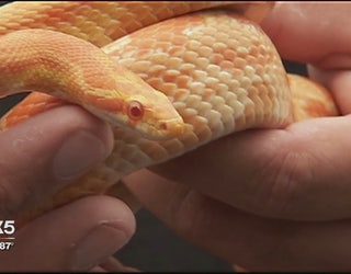 Exotic_pets_1_20160707010115