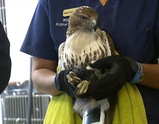 FOX5NY_RESCUED_HAWK_1_022519_1551131677406.jpg