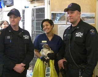 FOX5NY_RESCUED_HAWK_2_022519_1551131677549.jpg