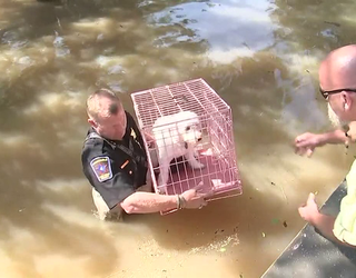 Homeowners Reuinted With Pets in Houston  (4)_1504197271848-408795.png