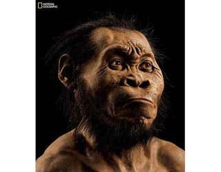 Reconstruction of Homo Naledi, Species Related to Humans