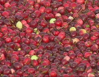 Jersey_cranberries_6_20151125222547