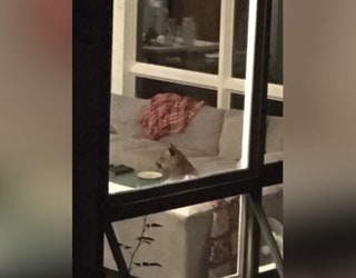 MOUNTAIN_LION_BREAKS_INTO_HOME___SITS_ON_COUCH__HARSHA_PKG___020208102018.mp4.00_00_28_05.Still001_1534032731501-401385.jpg