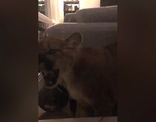 MOUNTAIN_LION_BREAKS_INTO_HOME___SITS_ON_COUCH__HARSHA_PKG___020208102018.mp4.00_00_43_27.Still002_1534032729363-401385.jpg