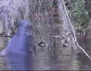Manatee_eating_moss_0_20160211164128-401385