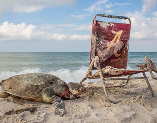 Matt Ware sea turtle_1531748211263.jpg-401385.jpg