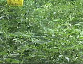Marijuana plants
