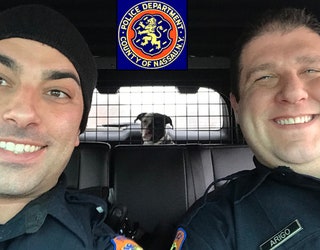 NCPD_COPS_DOG_1_021219_1550005605448.jpg