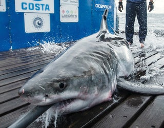 OCEARCH_GREAT_WHITE_SHARK_CABOT_TAGGED_2_052019_1558382988738.jpg